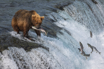 A brown bear (Ursus arctos) snatches a sockeye salmon from the air at Brooks Falls in Katmai National Park, Alaska.