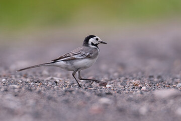 wagtail bird