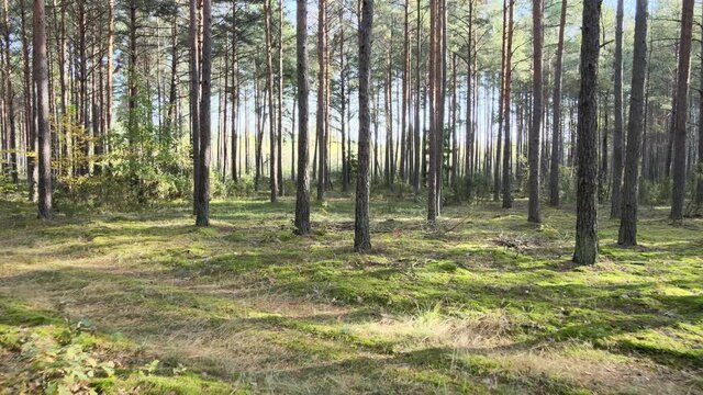 View of the forest in fall collors on a sunny day