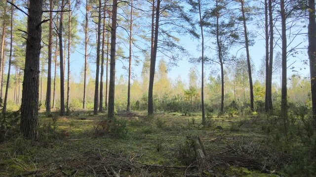 View of the forest in fall collors on a sunny day