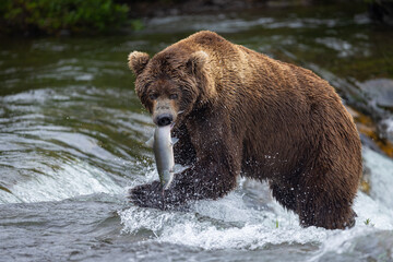 Obraz na płótnie Canvas A large male brown bear (Ursus arctos) with a freshly caught sockeye salmon at Brooks Falls in Katmai National Park, Alaska. 