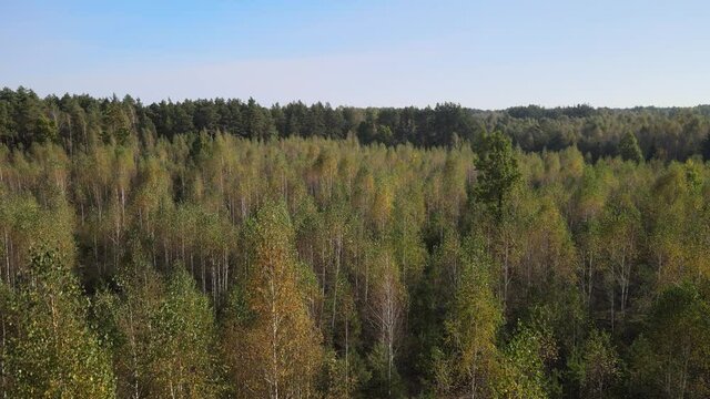 View of the forest in fall collors on a sunny day