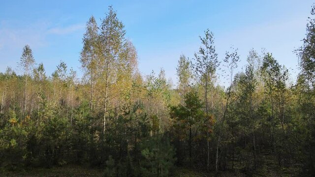 View of the forest in fall collors on a sunny day