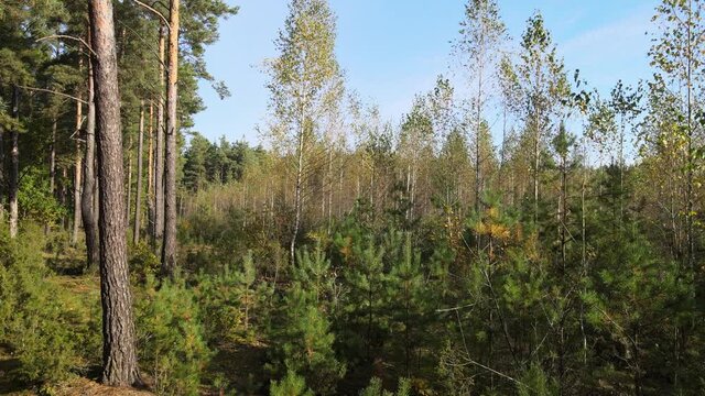 View of the forest in fall collors on a sunny day
