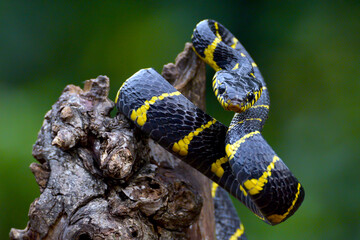 Gold-ringed cat snake on a branch ready to strike, Indonesia