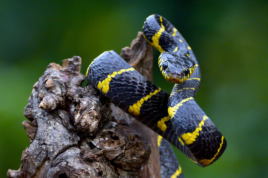 Gold-ringed cat snake on a branch ready to strike, Indonesia