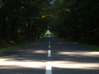 road in the woods