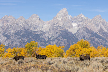 Bull and Cow Moose Rutting in Autumn in Wyoming