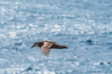 Southern Giant Petrel (Macronectes giganteus) in South Atlantic Ocean, Southern Ocean, Antarctica