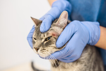 Veterinarian doctor is examining the skin disease of a cat