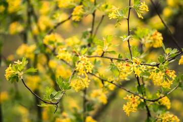 Flowering of golden currant, other name Ribes aureum. Background. Selective focus