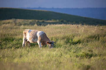 Cow grazing on a green spring meadow