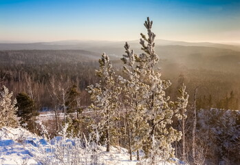 Birch and pine trees on the mountainside against the background of trees, mountains, sun and blue sky in winter