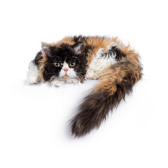 Cute and excellent tortie Selkirk Rex cat, laying side ways head down on edge. Tail hanging down. Looking towards camera with round eyes. Isolated on a white background.