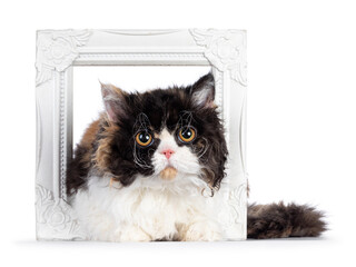Cute and excellent tortie Selkirk Rex cat, laying through white empty picture frame. Looking towards camera with round eyes. Isolated on a white background.