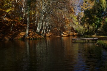 Fototapeta na wymiar Autumn forest and lake with leaf