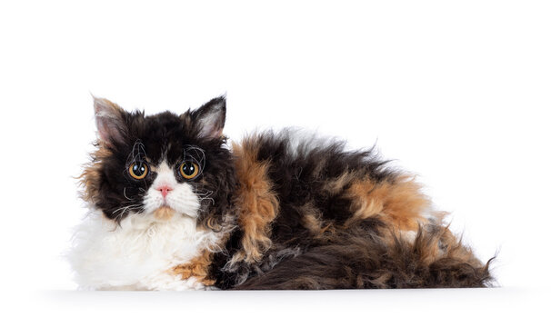 Cute and excellent tortie Selkirk Rex cat, laying side ways. Looking towards camera with round eyes. Isolated on a white background.