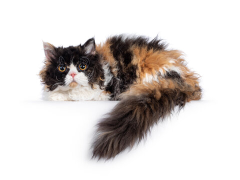 Cute and excellent tortie Selkirk Rex cat, layingdown side ways on edge with tail hanging down. Looking towards camera with round eyes. Isolated on a white background.