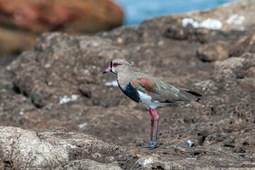Southern Lapwing (Vanellus chilensis) in River Plate coast, Montevideo, Uruguay
