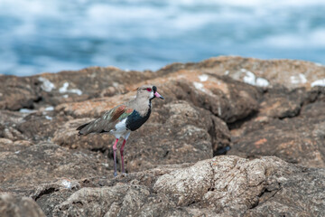 Southern Lapwing (Vanellus chilensis) in River Plate coast, Montevideo, Uruguay