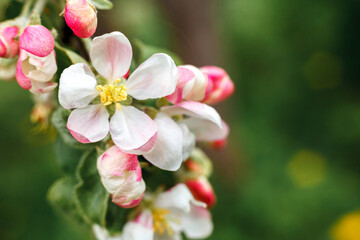 Beautiful white apple blossom flowers in spring time. Background with flowering apple tree. Inspirational natural floral spring blooming garden or park. Flower art design. Selective focus