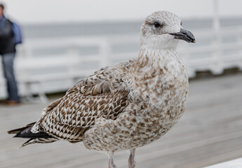 seagull on the street