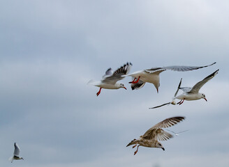 seagulls in flight