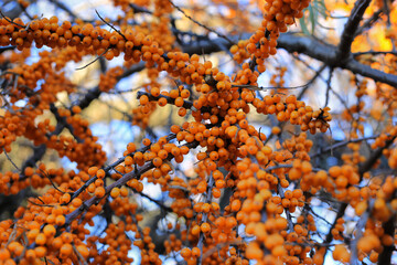 Sea-buckthorn branch with bright ripe berries
