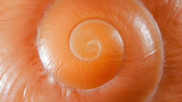 Snail shell spiral close-up, rotating, macro, top view.