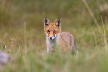 Obraz na płótnie Canvas Wild European Red Fox (Vulpes vulpes) on meadow. wildlife.
