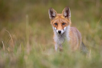 Naklejka na ściany i meble Wild European Red Fox (Vulpes vulpes) on meadow. wildlife.