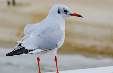 seagull on the beach