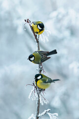 vertical background with three beautiful chickadee birds sitting on snow-covered branches in a...