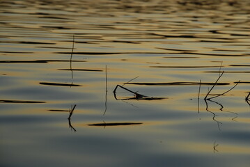 Evening near the reservoir. A forest lake, an almost smooth surface of water, in which grows green reeds, the sun barely illuminates the pale blue water.