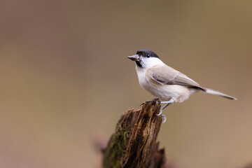 Naklejka premium The marsh tit (Poecile palustris) sitting on the branch. Winter time. Wildlife.