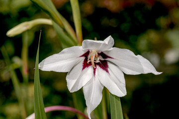Naklejka premium Abyssinian Gladiolus (Gladiolus murielae) in garden