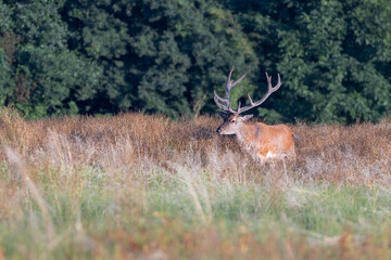 Red Deer male (Cervus elaphus) on pasture in a meadow . Wildlife scenery