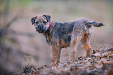Cute little Border terrier puppy. Little dog in the forest - obrazy, fototapety, plakaty