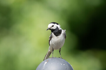 wagtail bird