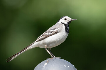 wagtail bird