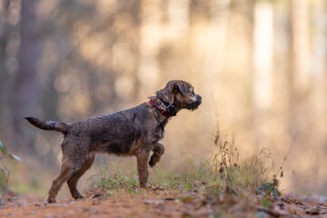 Cute little Border terrier puppy. Little dog in the forest