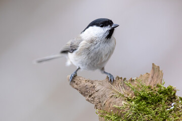 Obraz premium The marsh tit (Poecile palustris) sitting on the branch. Winter time. Wildlife.