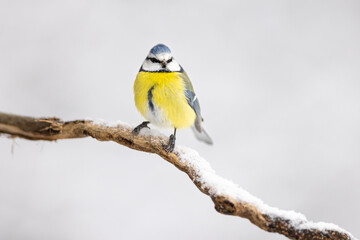 The Blue tit (Parus Major) sitting on branch. wildlife