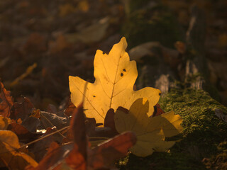 autumn forest  leaf