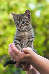 Home kitten in the hands of a woman close-up on the background of tree leaves in summer
