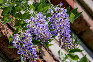 Kentucky Wisteria 'Blue Moon' (Wisteria macrostachya) in park