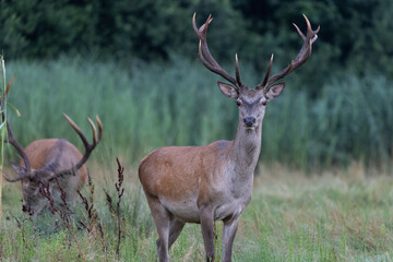 Red Deer male (Cervus elaphus) on pasture in a meadow . Wildlife scenery