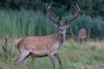 Red Deer male (Cervus elaphus) on pasture in a meadow . Wildlife scenery
