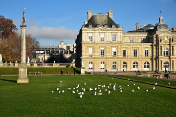 Colonie de mouettes auz jardin du Luxembourg en hiver &agrave; Paris, France
