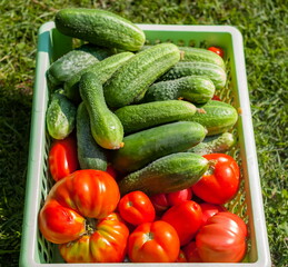 Fresh green cucumbers and red tomatoes in a plastic container close-up on the background of grass in summer